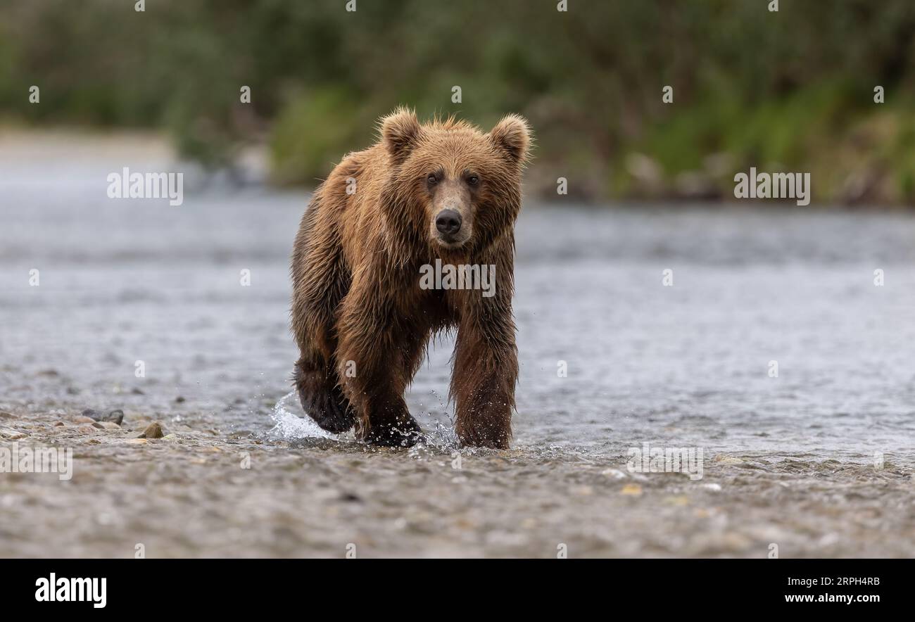 Orso bruno che pesca il salmone a Katmai, Alaksa Foto Stock