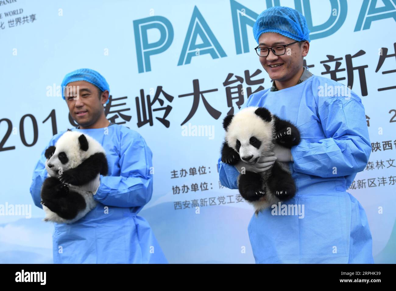 191111 -- XI AN, 11 novembre 2019 -- Un paio di cuccioli di panda gemelli fanno la loro prima apparizione alla base di ricerca Qinling di allevamento di Panda giganti della Shaanxi Academy of Forestry a Xi An, provincia dello Shaanxi, 11 novembre 2019. Tre cuccioli di panda, tra cui un paio di gemelli, hanno incontrato il pubblico per la prima volta da quando sono nati a luglio e agosto di quest'anno presso la base di ricerca Qinling di allevamento di panda giganti della Shaanxi Academy of Forestry a Xi An lunedì. I loro nomi sono stati anche ufficialmente annunciati come Qin kuer, Jia Jia e Yuan Yuan. CHINA-SHAANXI-GIANT PANDA-PRIMA APPARIZIONE CN LIXYIBO PUBLI Foto Stock