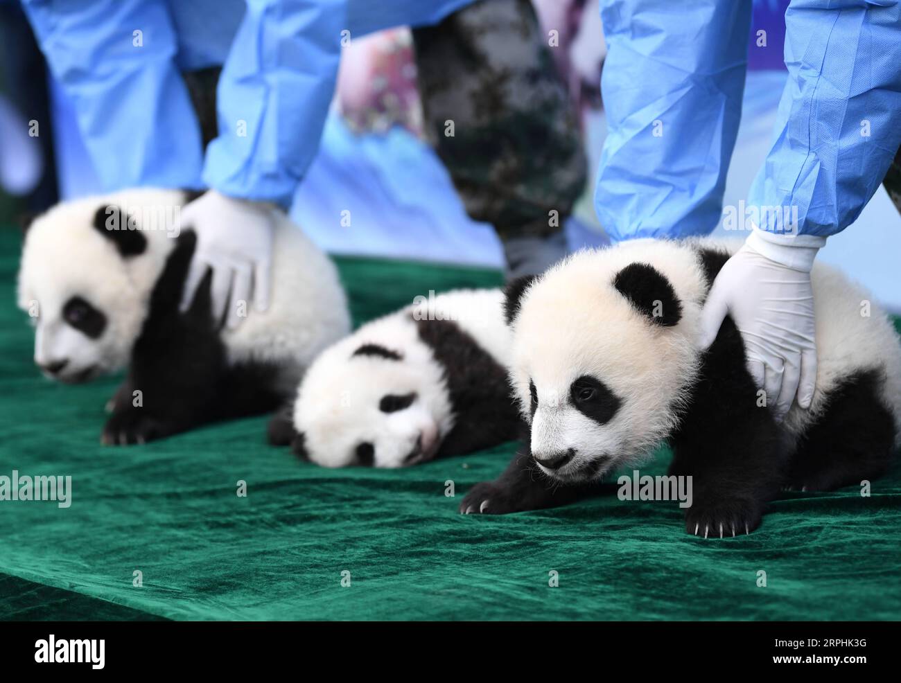 191111 -- XI AN, 11 novembre 2019 -- tre cuccioli di panda, tra cui un paio di gemelli, fanno la loro prima apparizione alla base di ricerca Qinling di riproduzione di Panda giganti della Shaanxi Academy of Forestry a Xi An, provincia dello Shaanxi, 11 novembre 2019. Tre cuccioli di panda, tra cui un paio di gemelli, hanno incontrato il pubblico per la prima volta da quando sono nati a luglio e agosto di quest'anno presso la base di ricerca Qinling di allevamento di panda giganti della Shaanxi Academy of Forestry a Xi An lunedì. I loro nomi sono stati anche ufficialmente annunciati come Qin kuer, Jia Jia e Yuan Yuan. CHINA-SHAANXI-GIGANTE PANDA-PRIMA APPARIZIONE Foto Stock