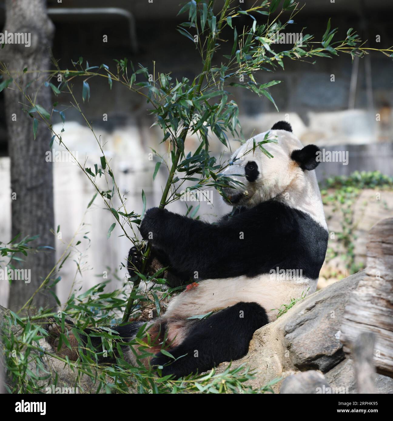 191111 -- WASHINGTON, 11 novembre 2019 -- il panda gigante maschio nato negli Stati Uniti BEI BEI BEI è visto allo Smithsonian S National Zoo di Washington D.C., negli Stati Uniti, l'11 novembre 2019. Lunedì è iniziata qui una festa di addio di una settimana per il panda maschio nato negli Stati Uniti BEI BEI, che partirà dallo zoo nazionale dello Smithsonian per la Cina. La partenza di BEI BEI, prevista per il 19 novembre, fa parte dell'accordo cooperativo di allevamento dello zoo nazionale degli Stati Uniti con la China Wildlife Conservation Association, secondo cui tutti i cuccioli nati qui si trasferiranno in Cina dopo il quarto compleanno. BEI BEI ha compiuto quattro anni nel mese di agosto Foto Stock