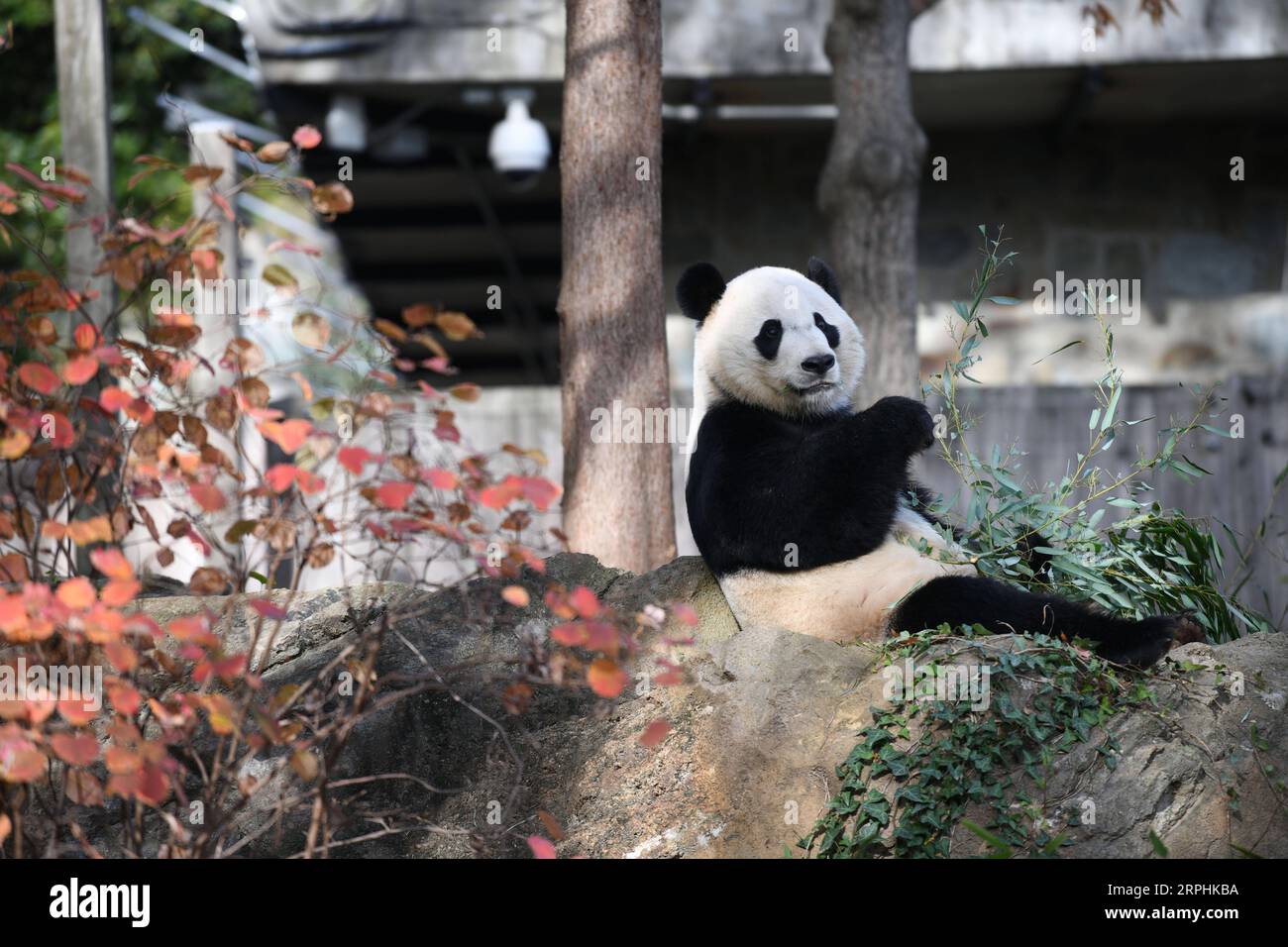 191112 -- PECHINO, 12 novembre 2019 -- panda gigante maschile nato negli Stati Uniti BEI BEI BEI è visto allo Smithsonian S National Zoo di Washington D.C. 11 novembre 2019. Lunedì è iniziata qui una festa di addio di una settimana per il panda gigante maschio nato negli Stati Uniti BEI BEI, che partirà dallo zoo nazionale dello Smithsonian per la Cina. La partenza di BEI BEI, prevista per il 19 novembre, fa parte dell'accordo cooperativo di allevamento dello zoo nazionale degli Stati Uniti con la China Wildlife Conservation Association, secondo cui tutti i cuccioli nati qui si trasferiranno in Cina dopo il quarto compleanno. BEI BEI ha compiuto quattro anni il 22 agosto. XINHUA FOTO DI TH Foto Stock