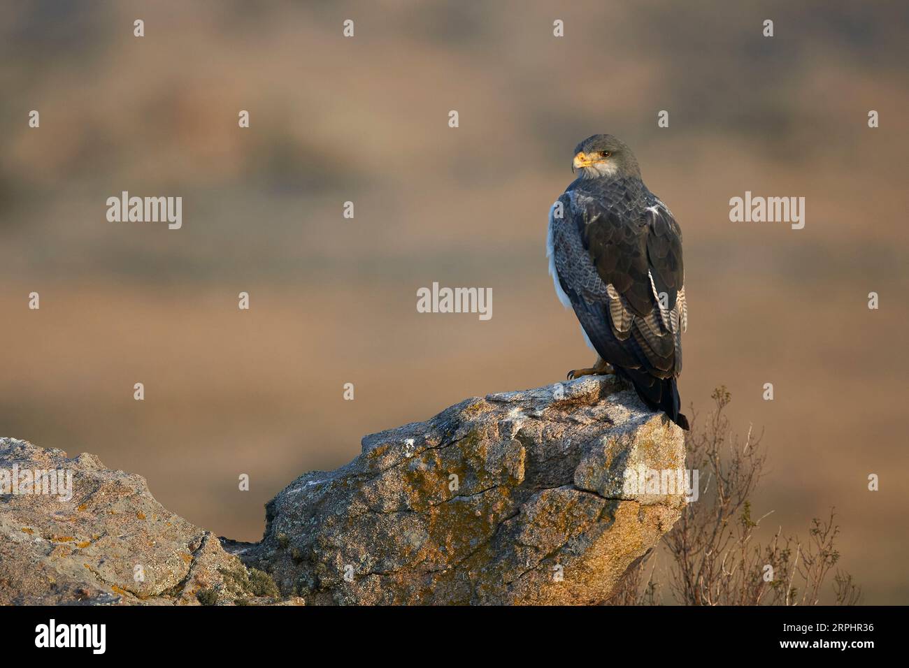 AGUILA MORA, Geranoaetus melanoleucus Foto Stock