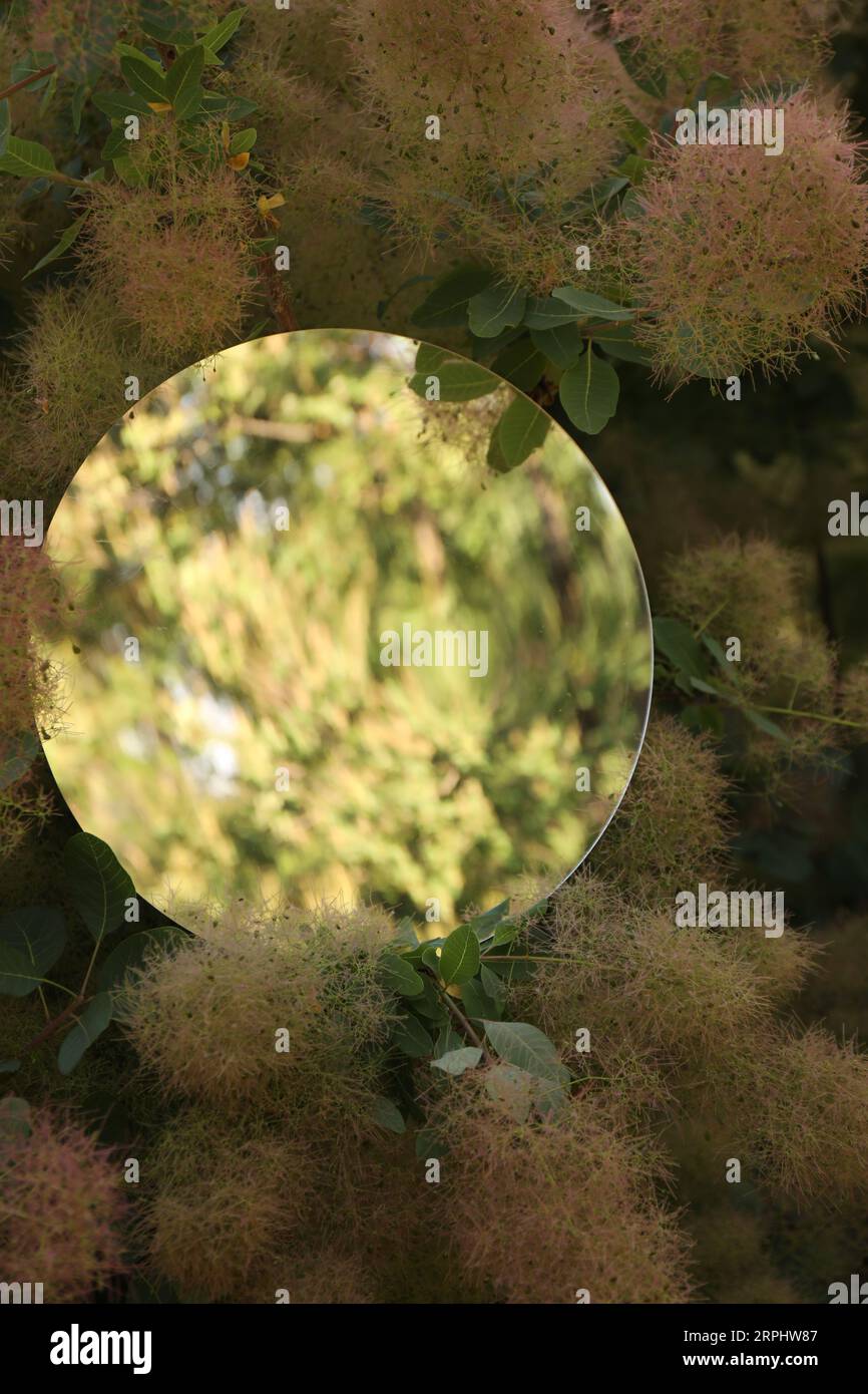 Specchio rotondo tra rami di cespuglio fumoso che riflette l'albero Foto Stock