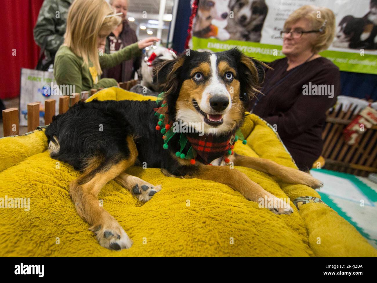 191123 -- TORONTO, 23 novembre 2019 -- Un cane domestico vestito è visto durante il Toronto Christmas PET Show 2019 a Toronto, Canada, il 23 novembre 2019. Come uno dei più grandi spettacoli di animali domestici natalizi del Canada, l'evento di due giorni ha avuto inizio qui sabato. Foto di /Xinhua CANADA-TORONTO-CHRISTMAS PET SHOW ZouxZheng PUBLICATIONxNOTxINxCHN Foto Stock