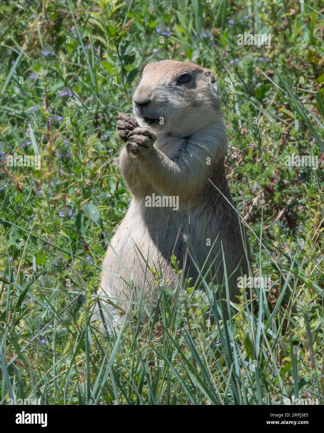 Prarie Dog Cynomys ludovicianus - prati che mangiano Rocky Mountain Arsenal National Wildlife Refuge Blacktail Prairie Dog Colorado Stati Uniti Foto Stock