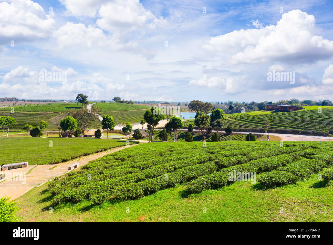 Splendida vista panoramica della piantagione di tè choui fong nella provincia di Chiang Rai in thailandia. Foto Stock