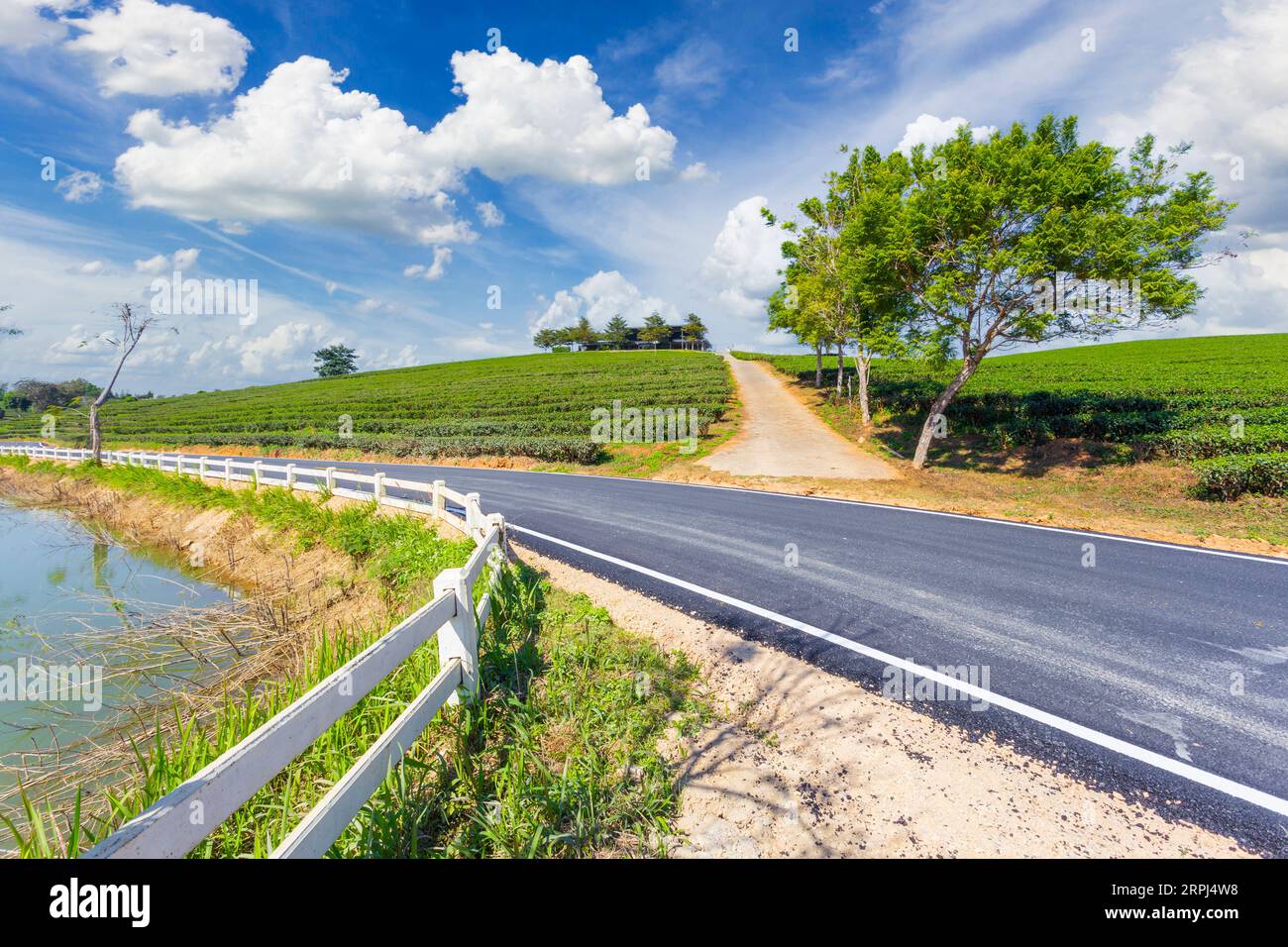 Choui Fong piantagione di tè e strada con cielo blu a Mae jan, attrazione turistica nella provincia di Chiang Rai in thailandia Foto Stock