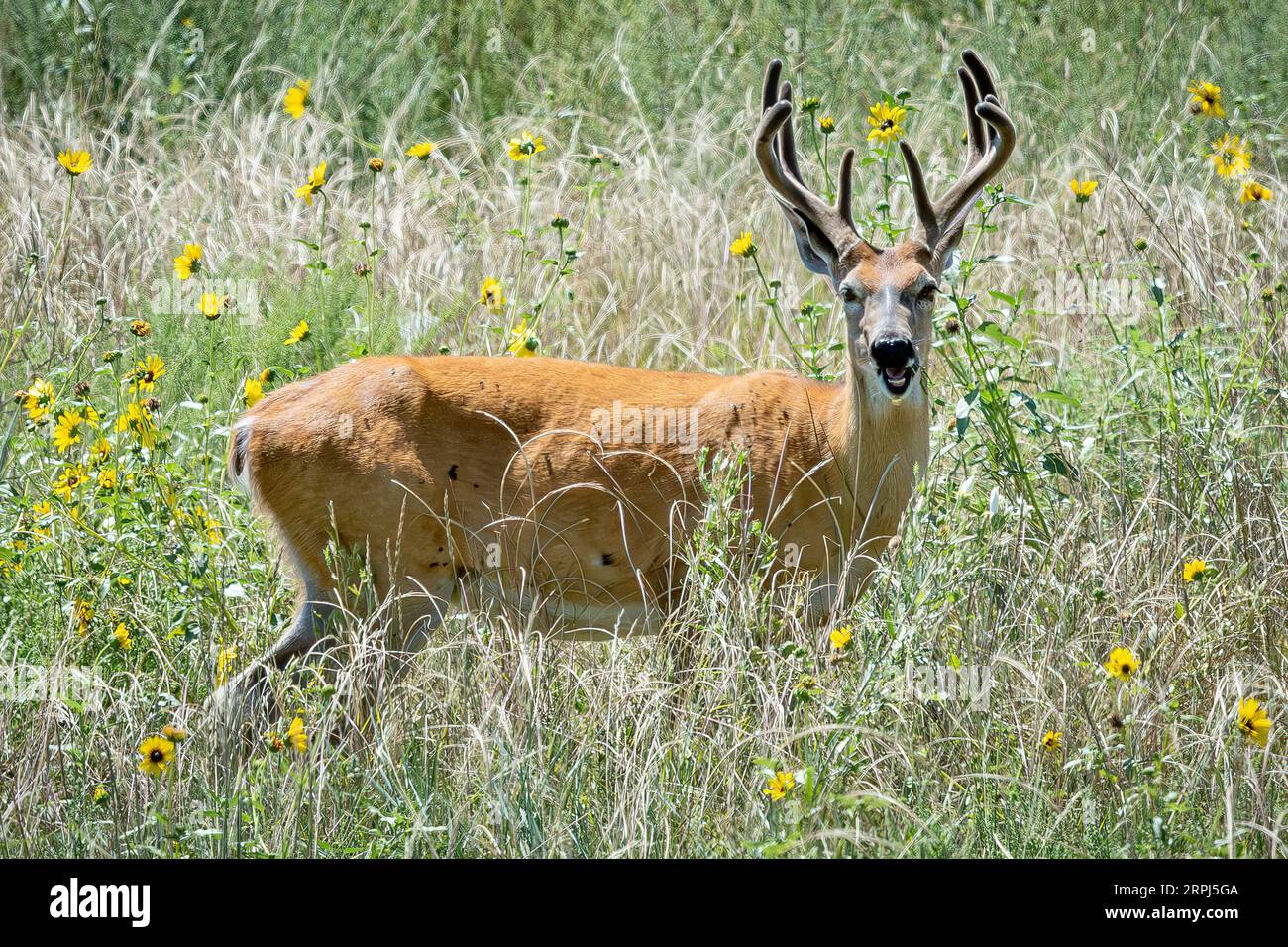 Mulo cervo buck maschio Odocoileus hemionus pascolo / Looking Colorado Rocky Mountain Arsenal National Wildlife Refuge Reserve America USA Stati Uniti Foto Stock