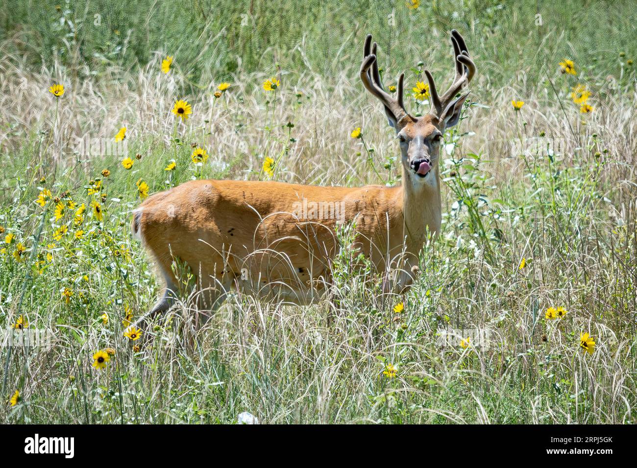 Mulo cervo buck maschio Odocoileus hemionus pascolo / Looking Colorado Rocky Mountain Arsenal National Wildlife Refuge Reserve America USA Stati Uniti Foto Stock