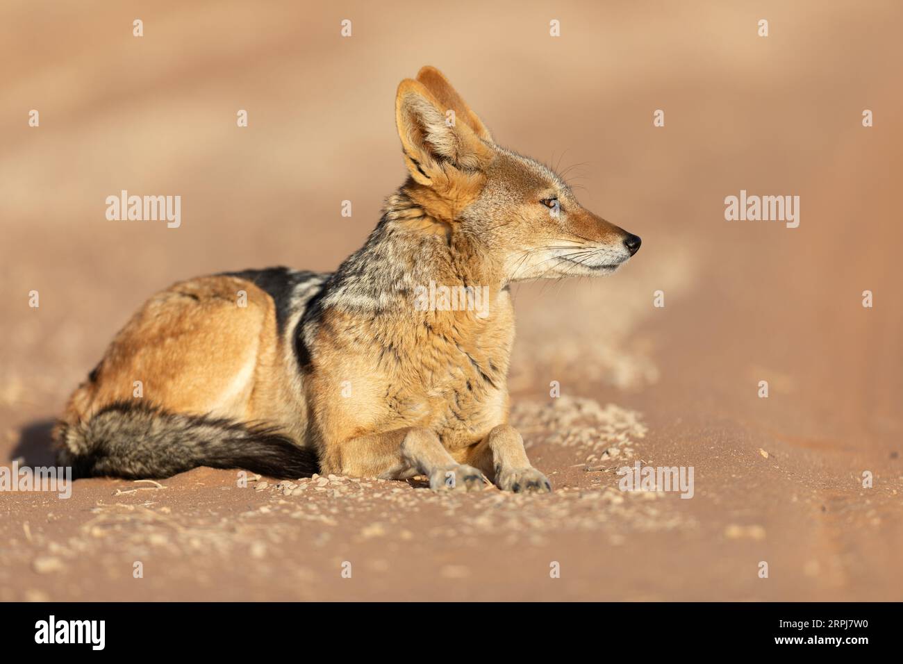 Uno sciacallo nero è raffigurato in un'area sabbiosa della Namibia. Foto Stock