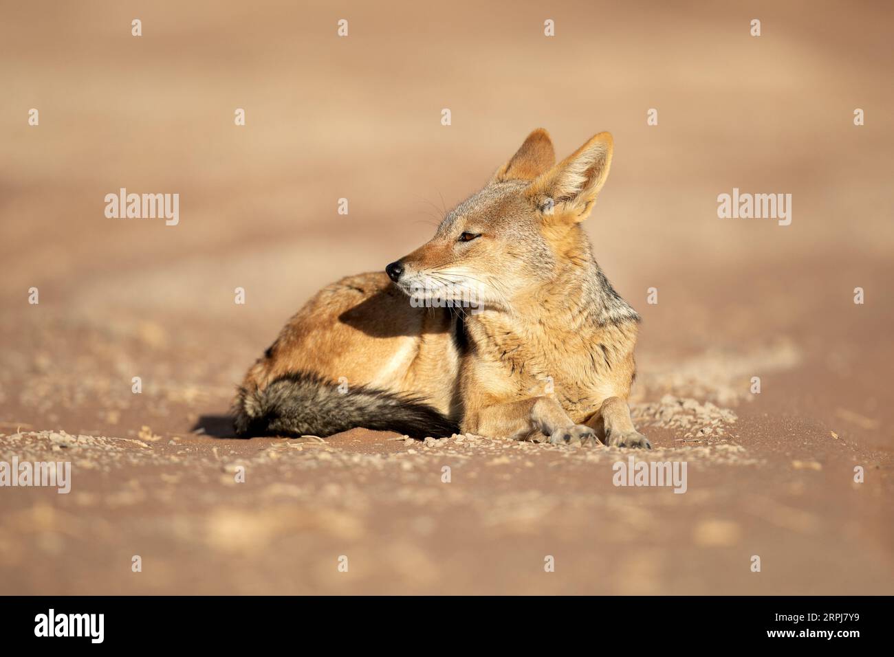 Uno sciacallo nero è raffigurato in un'area sabbiosa della Namibia. Foto Stock