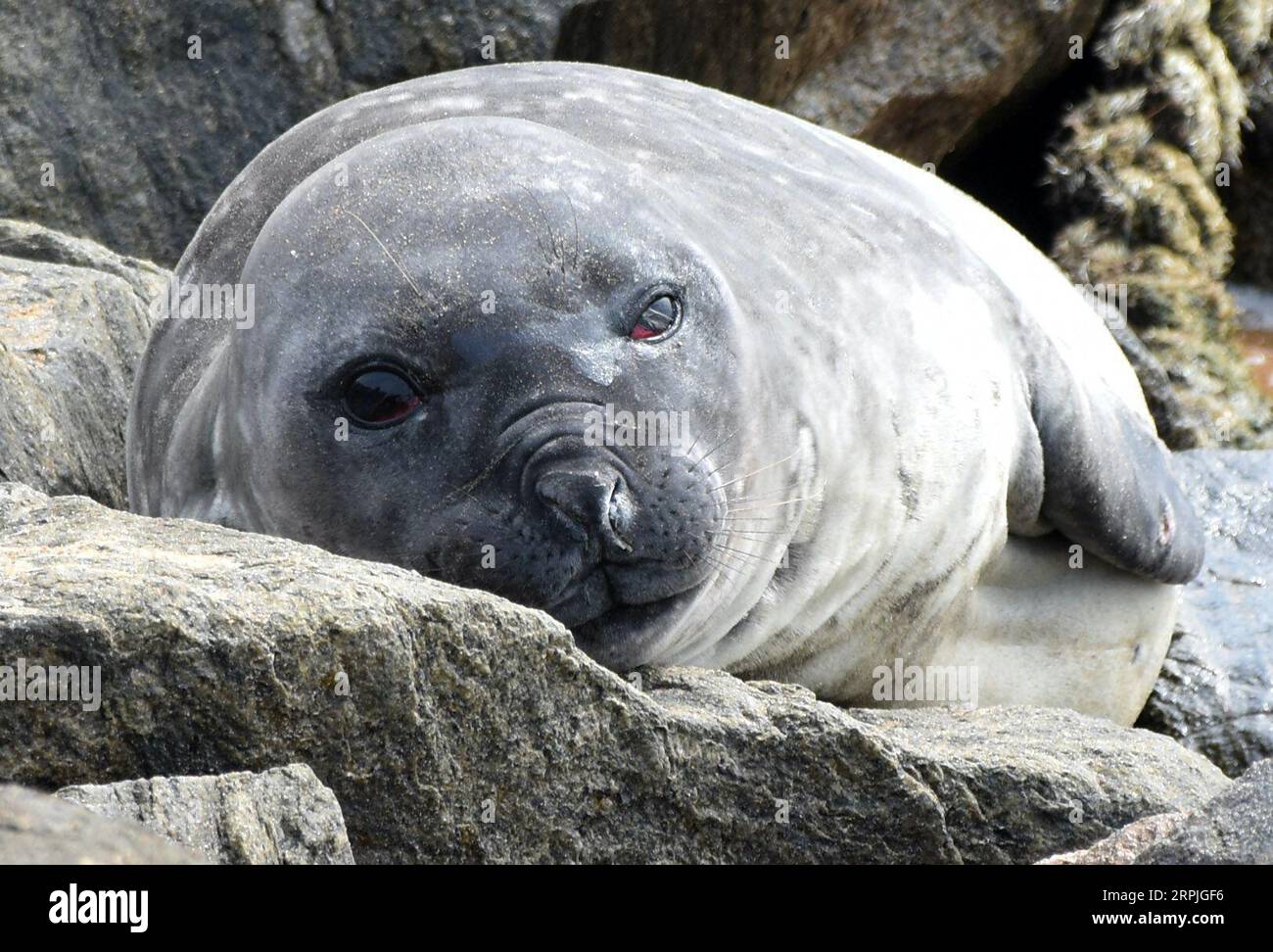 191209 -- COLOMBO, 9 dicembre 2019 -- Una foca elefante meridionale è vista nella zona costiera della capitale Colombo in Sri Lanka, 9 dicembre 2019. Una foca elefante meridionale è stata avvistata per la prima volta nelle acque dello Sri Lanka e ha attratto molti abitanti del luogo mentre si è schiantata al largo della costa della capitale Colombo alla ricerca di un posto da trasportare, hanno affermato i media locali. La foca è stata avvistata per la prima volta nelle acque meridionali dello Sri lanka, al largo della città turistica di Unawatuna, situata a circa 144 km dalla capitale Colombo a metà novembre. Da allora, si è fatta strada fino alla costa occidentale dello Sri Lanka, alla ricerca di un posto dove andare Foto Stock