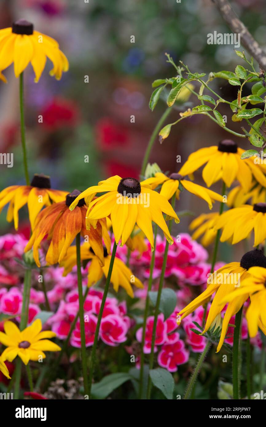 Rudbeckia. Coneflowers in un giardino all'inglese. REGNO UNITO Foto Stock