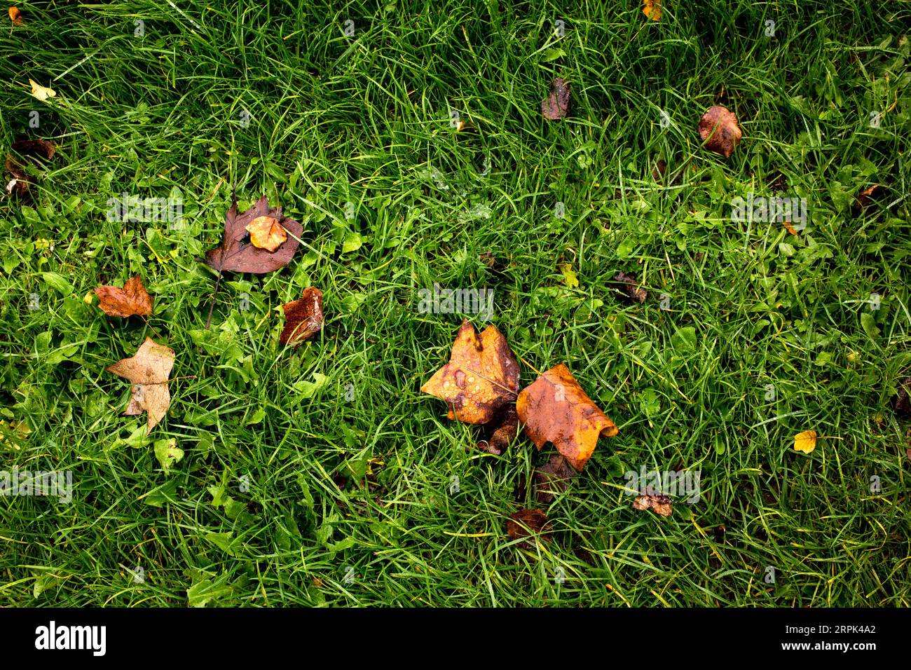 Foglie autunnali gialle e arancioni sulla vista dall'alto dell'erba verde Foto Stock