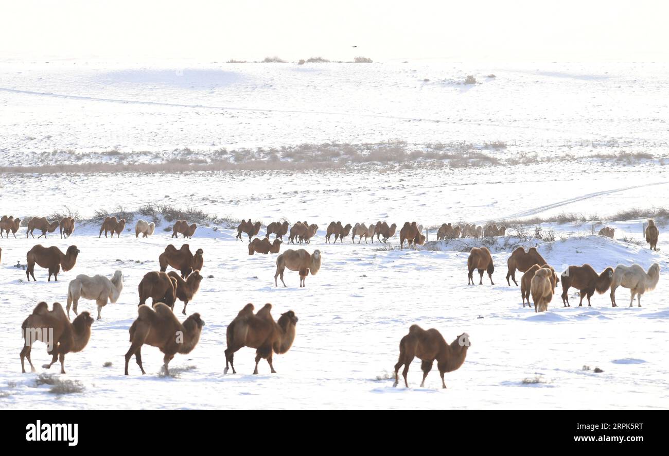 191231 -- JEMINAY, 31 dicembre 2019 -- i cammelli foraggiano su una prateria innevata in un parco ecologico a tema cammello nella contea di Jeminay, regione autonoma dello Xinjiang Uygur della Cina nord-occidentale, 30 dicembre 2019. Sadat CHINA-XINJIANG-JEMINAY-CAMEL CN ShaxDati PUBLICATIONxNOTxINxCHN Foto Stock