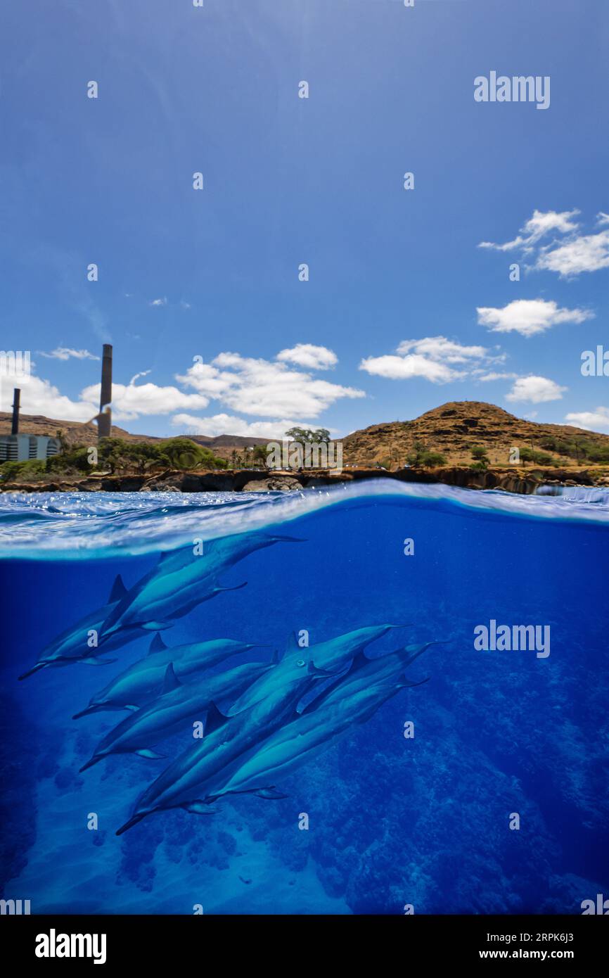 Un branco di delfini nuotano in un'immagine sott'acqua della fabbrica Hawaiian Electric Co al largo delle coste di Kapolei, Oahu, Hawaii Foto Stock