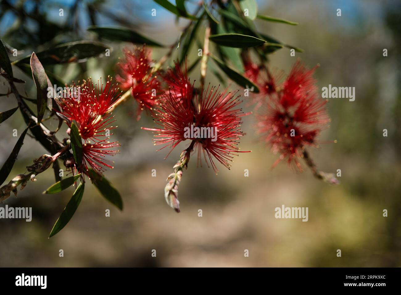 Crimson Bottlebrush fiori che fioriscono in natura Foto Stock