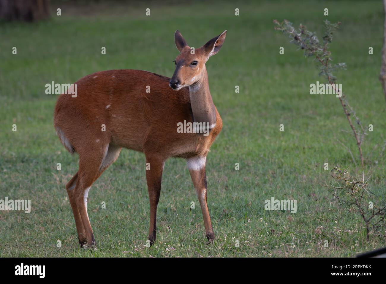 Giovane femmina antilope Bushbuck, Tragelaphus scriptus, Bovidae, ol Pejeta Conservancy, Kenya, Africa Foto Stock