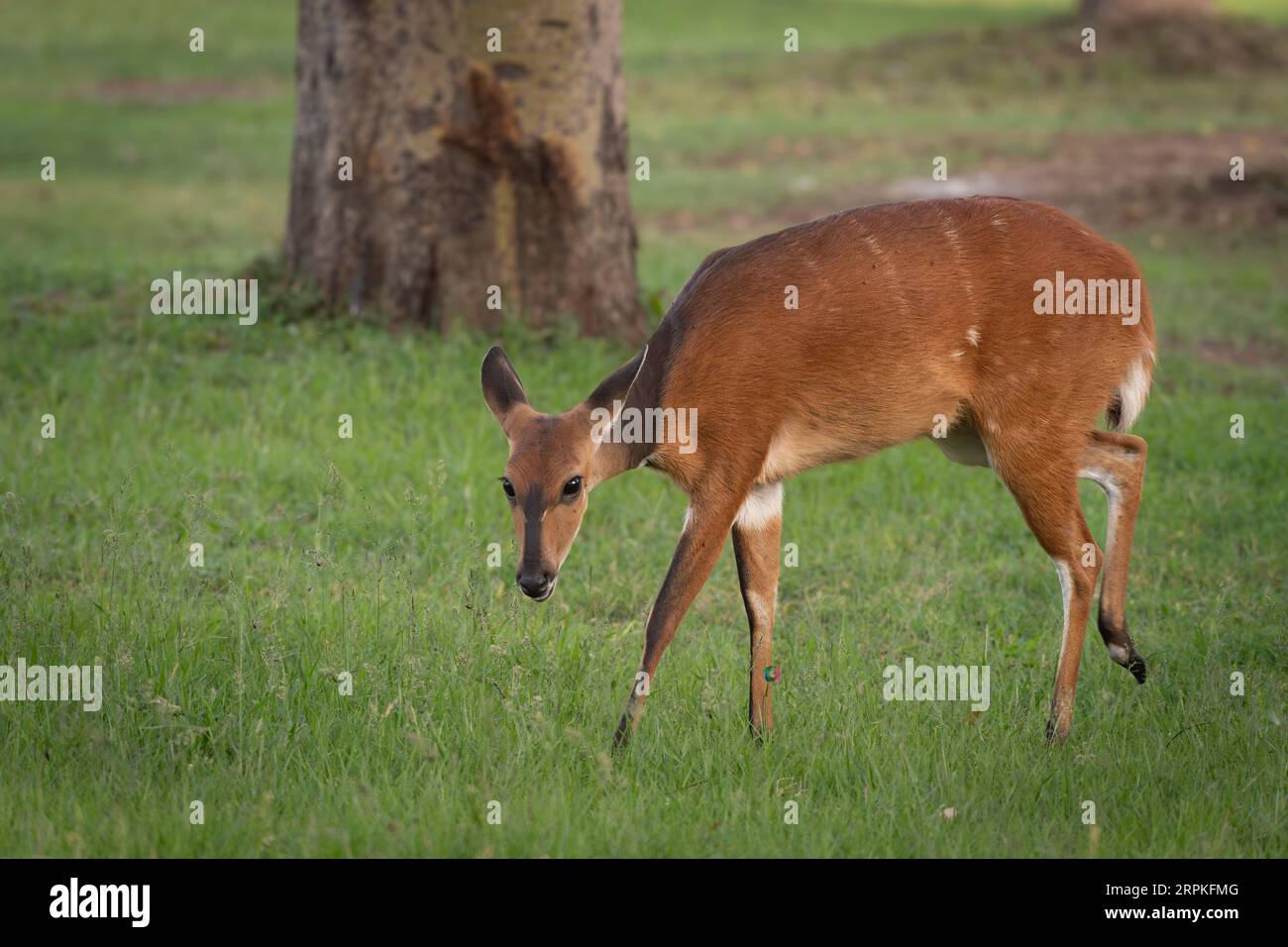 Giovane femmina antilope Bushbuck, Tragelaphus scriptus, Bovidae, ol Pejeta Conservancy, Kenya, Africa Foto Stock