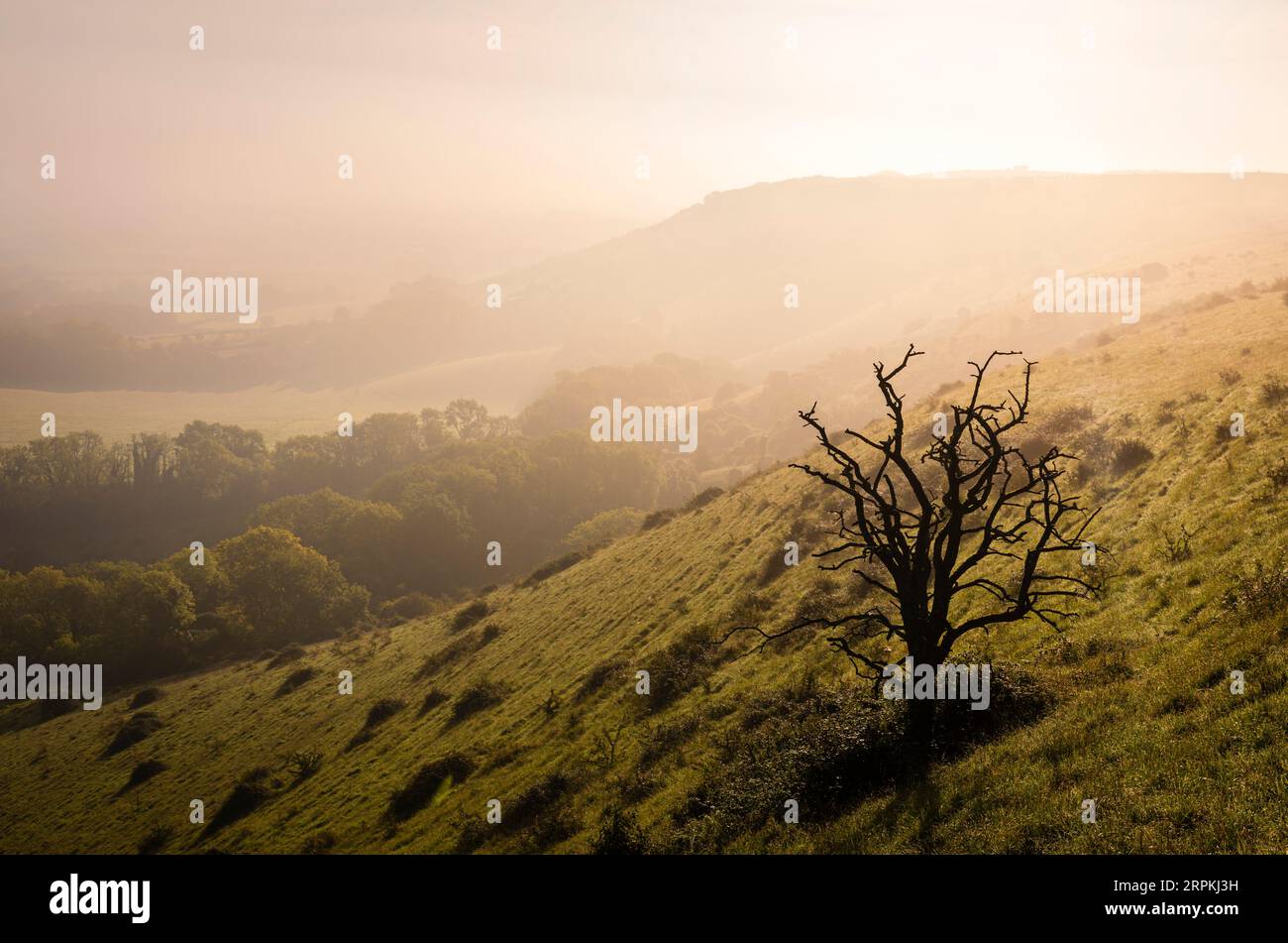 Nebbiosa e umida la tarda mattinata d'estate che scende il faro di Ditchling sulle coste meridionali del Sussex orientale, Inghilterra sud-orientale, Regno Unito Foto Stock