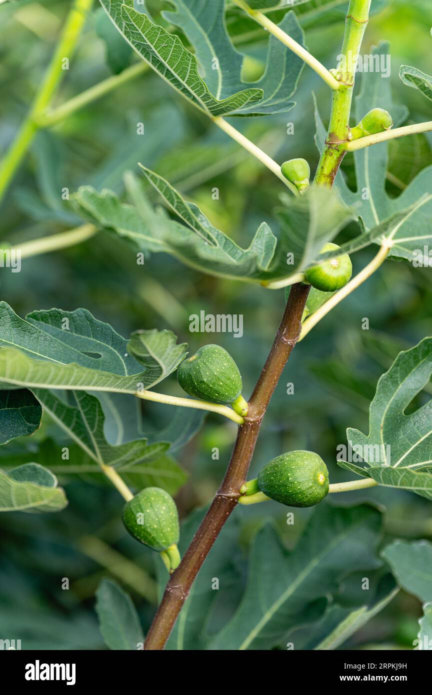 Un frutto di fico verde non maturo è appeso a un ramo. Primo piano. Foto Stock