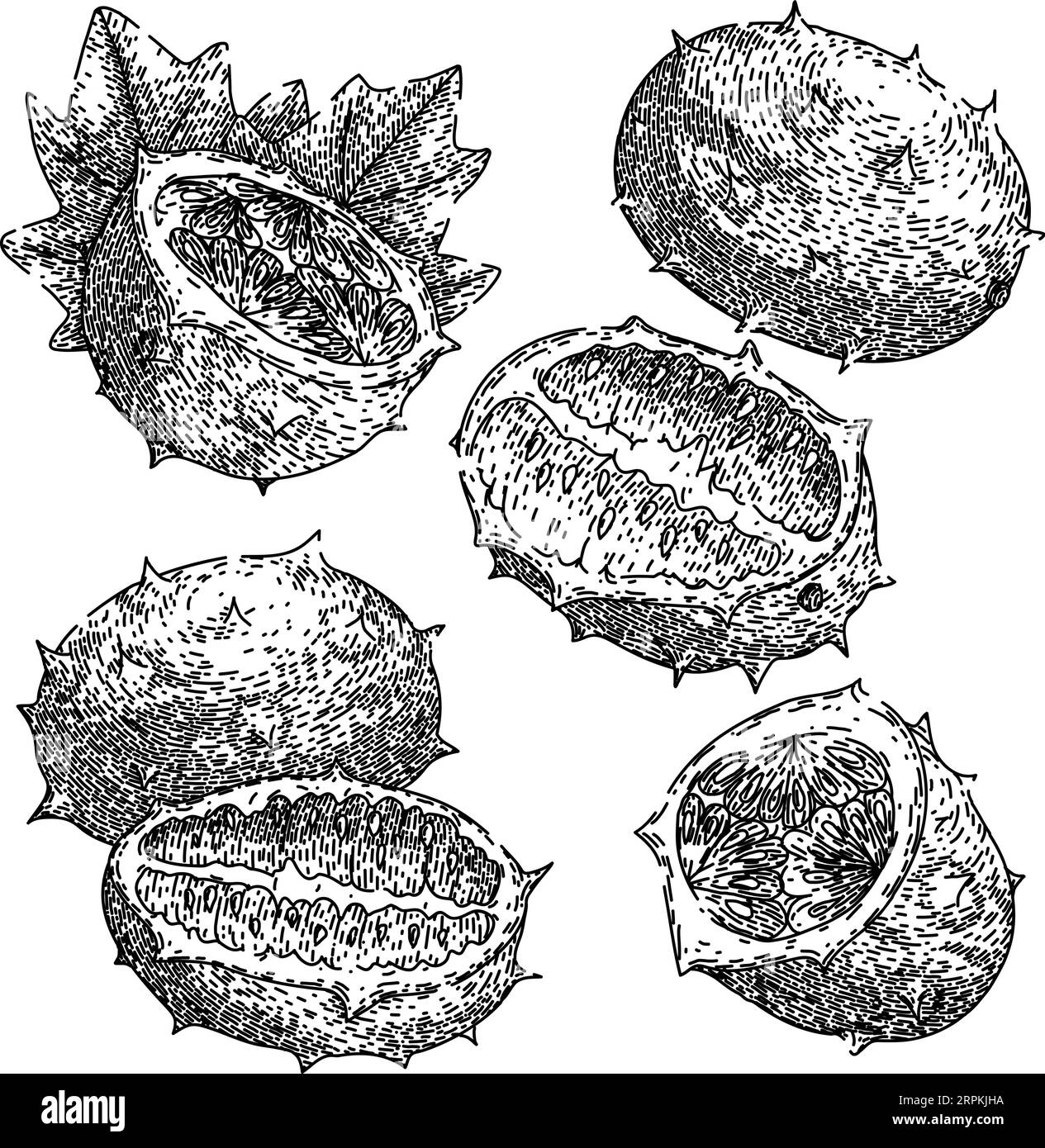 kiwano imposta il vettore disegnato a mano dello schizzo Illustrazione Vettoriale