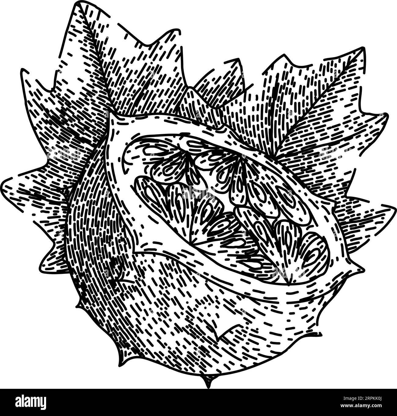 sweet kiwano sketch a mano vector Illustrazione Vettoriale