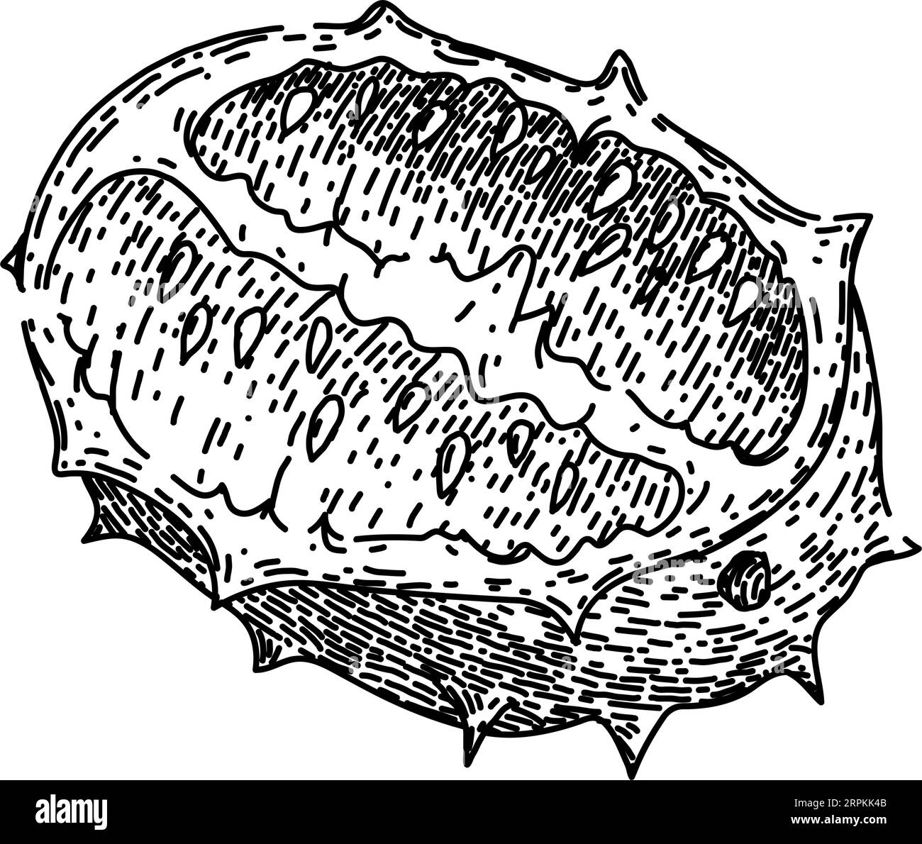 disegno tropicale kiwano vettore disegnato a mano Illustrazione Vettoriale