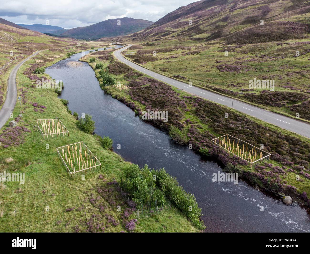 Piantare alberi per ombreggiare il fiume parte del progetto di ricostruzione del fiume clunie vicino a Braemar in Scozia Foto Stock