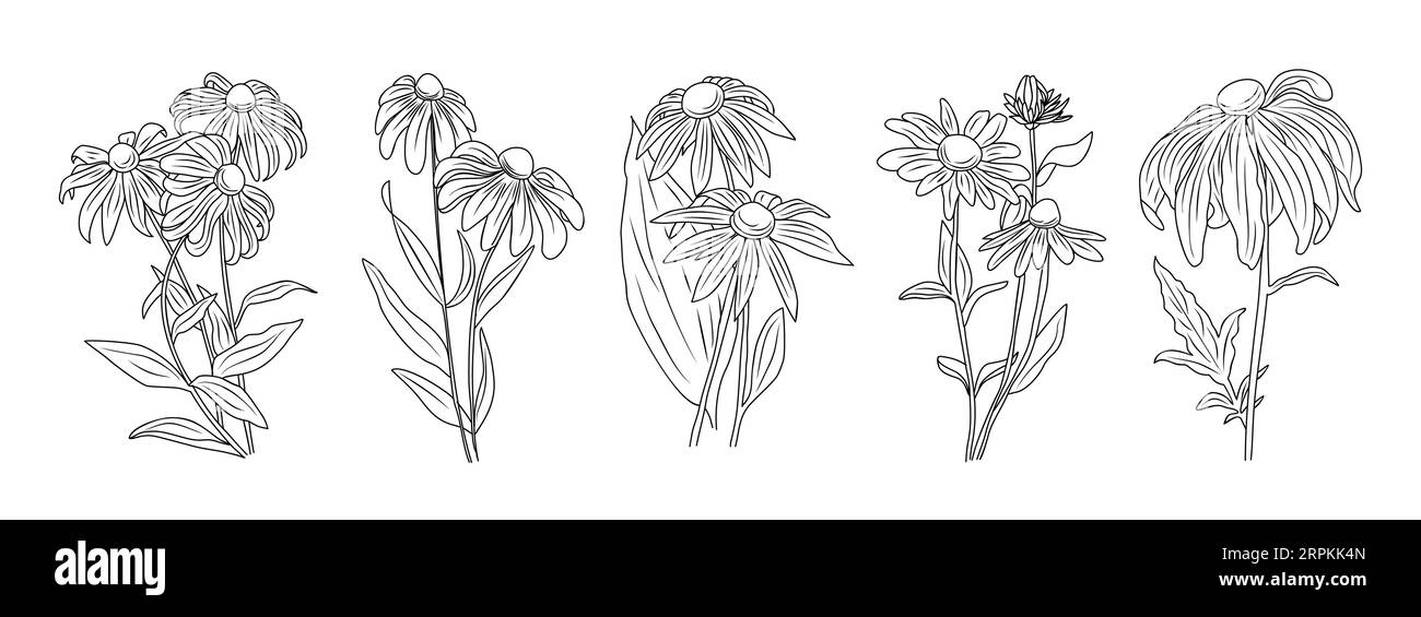 Imposta i fiori di Susan dagli occhi neri con foglie e boccioli. Illustrazione Vettoriale