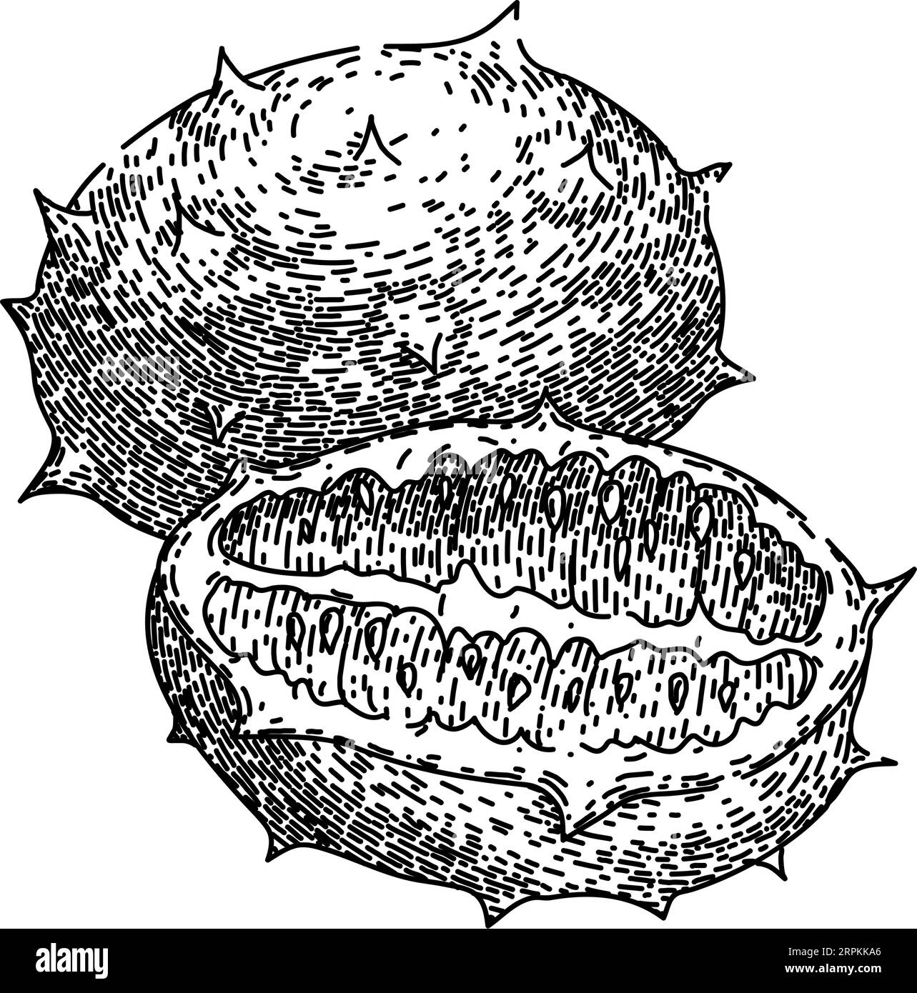 vettore disegnato a mano con schizzo melone kiwano Illustrazione Vettoriale