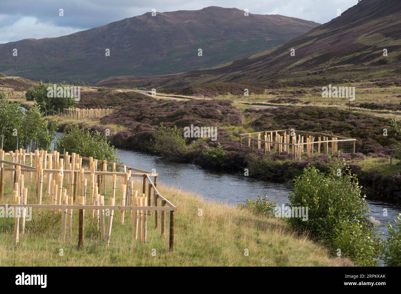 Piantare alberi per ombreggiare il fiume parte del progetto di ricostruzione del fiume clunie vicino a Braemar in Scozia Foto Stock