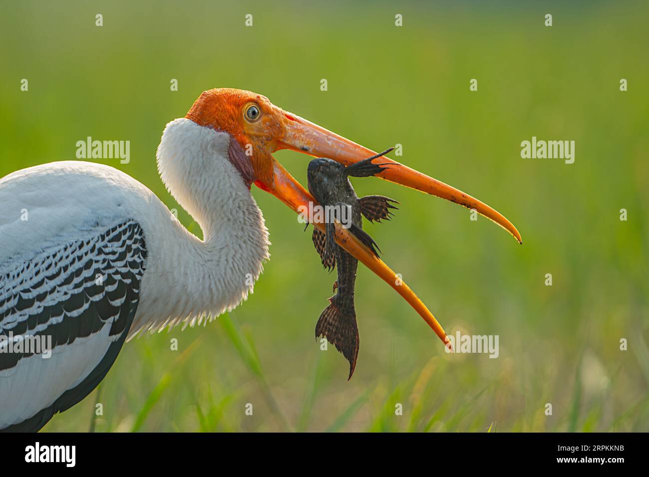 Una splendida cicogna dipinta con il suo pesce del giorno. Bhiwan, India: Immagini MOZZAFIATO mostrano una cicogna dipinta che tiene saldamente la sua pregiata cattura - una hu Foto Stock