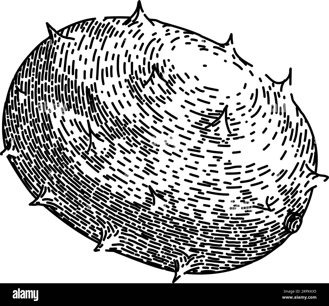 disegno kiwano cornuto vettore disegnato a mano Illustrazione Vettoriale