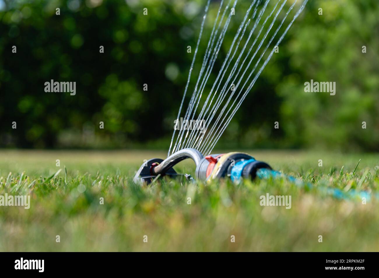 Sistema sprinkler automatico che innaffia il prato su uno sfondo di erba verde. Irrigatore da giardino con spruzzo a tubo e irrigazione di erba verde. Foto Stock