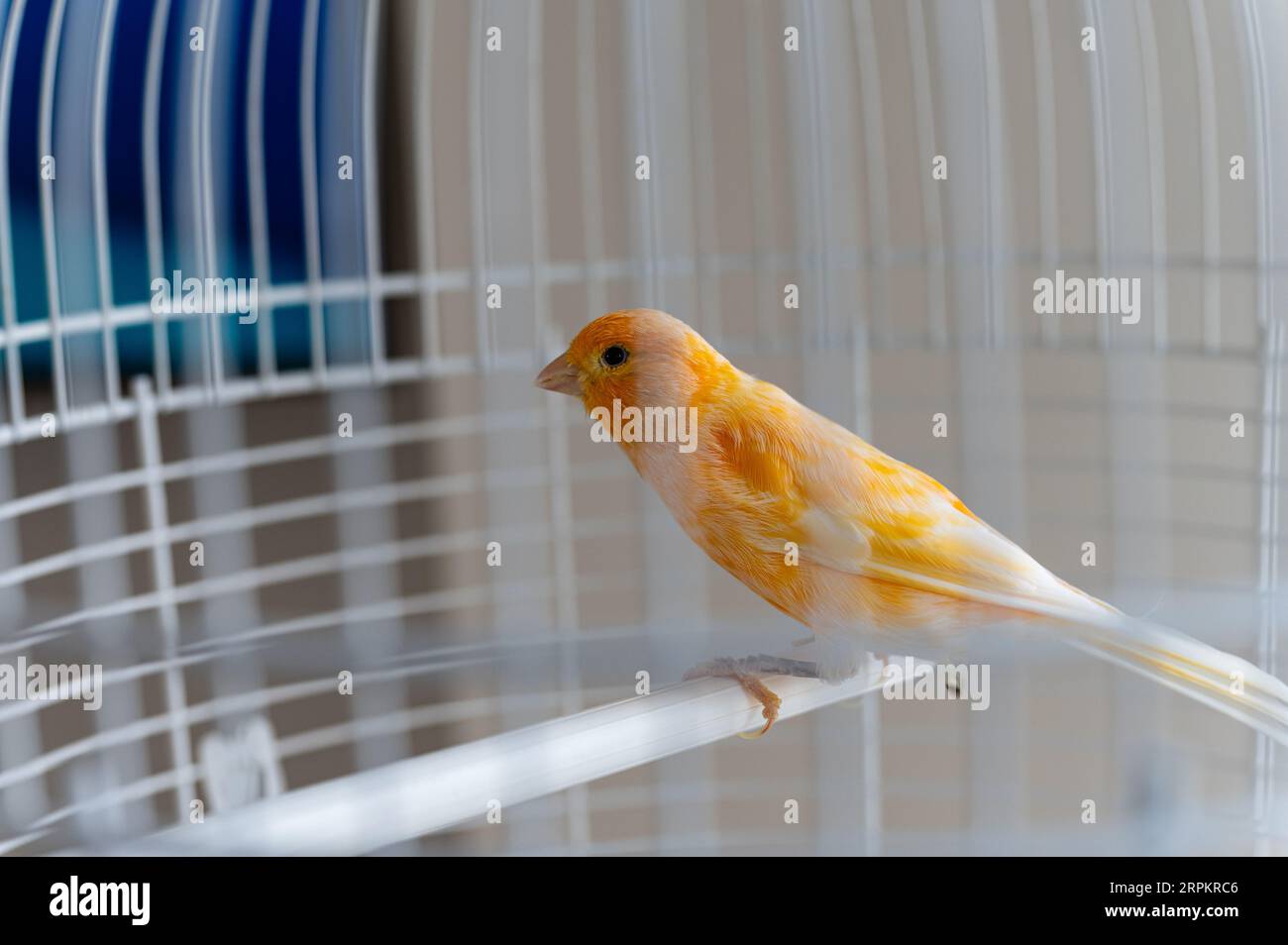 Giallo canarino in una gabbia bianca, primo piano. L'uccello siede su un posatoio in una gabbia bianca, all'interno. Foto Stock