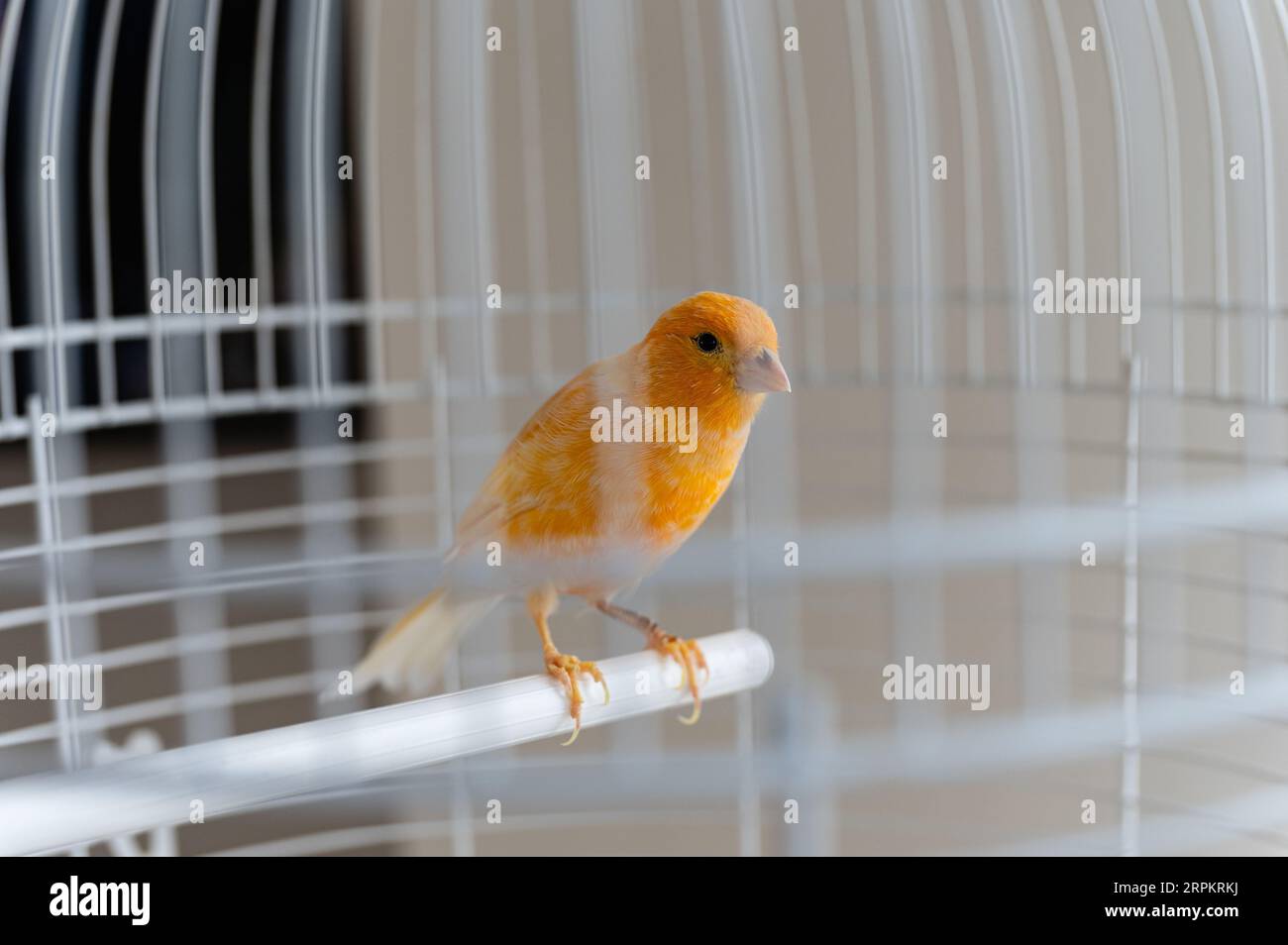 Giallo canarino in una gabbia bianca, primo piano. L'uccello siede su un posatoio in una gabbia bianca, all'interno. Foto Stock