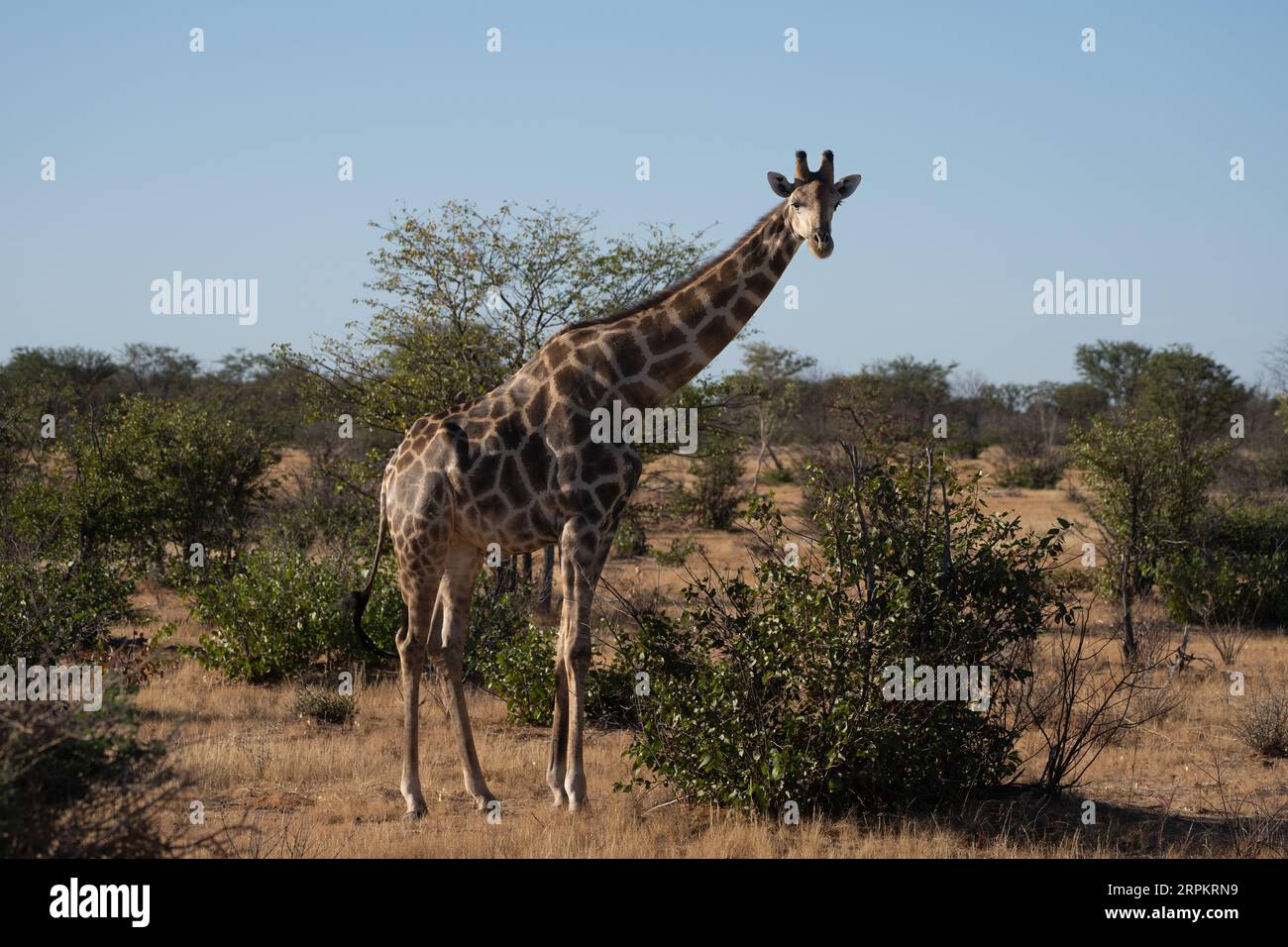 Giraffa nubiana (Giraffa camelopardalis o Giraffa camelopardalis camelopardalis), nota anche come giraffa di Baringo o giraffa ugandese Foto Stock
