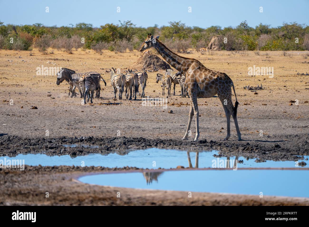 Giraffa nubiana (Giraffa camelopardalis o Giraffa camelopardalis camelopardalis), nota anche come giraffa di Baringo o giraffa ugandese Foto Stock