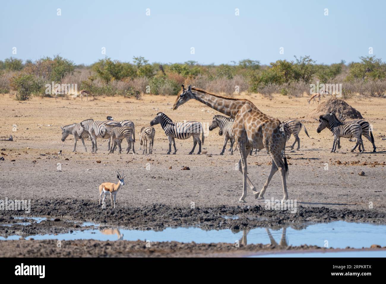 Giraffa nubiana (Giraffa camelopardalis o Giraffa camelopardalis camelopardalis), nota anche come giraffa di Baringo o giraffa ugandese Foto Stock