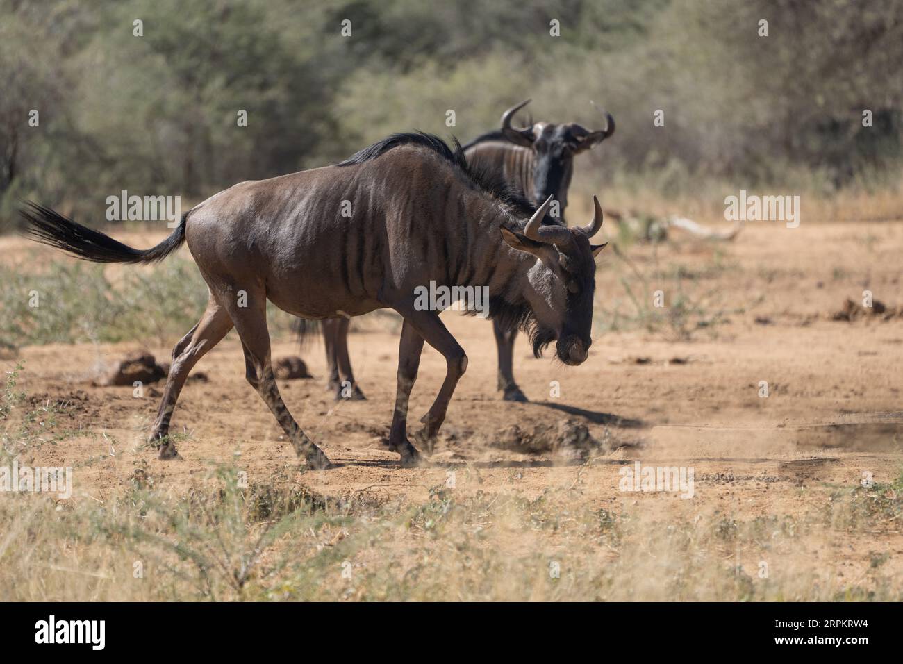 gnu blu, chiamato anche gnu comune, gnu con barba bianca o gnu brindled in Namibia Foto Stock