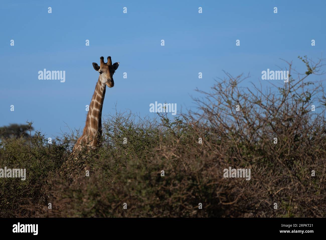 Giraffa nubiana (Giraffa camelopardalis o Giraffa camelopardalis camelopardalis), nota anche come giraffa di Baringo o giraffa ugandese Foto Stock