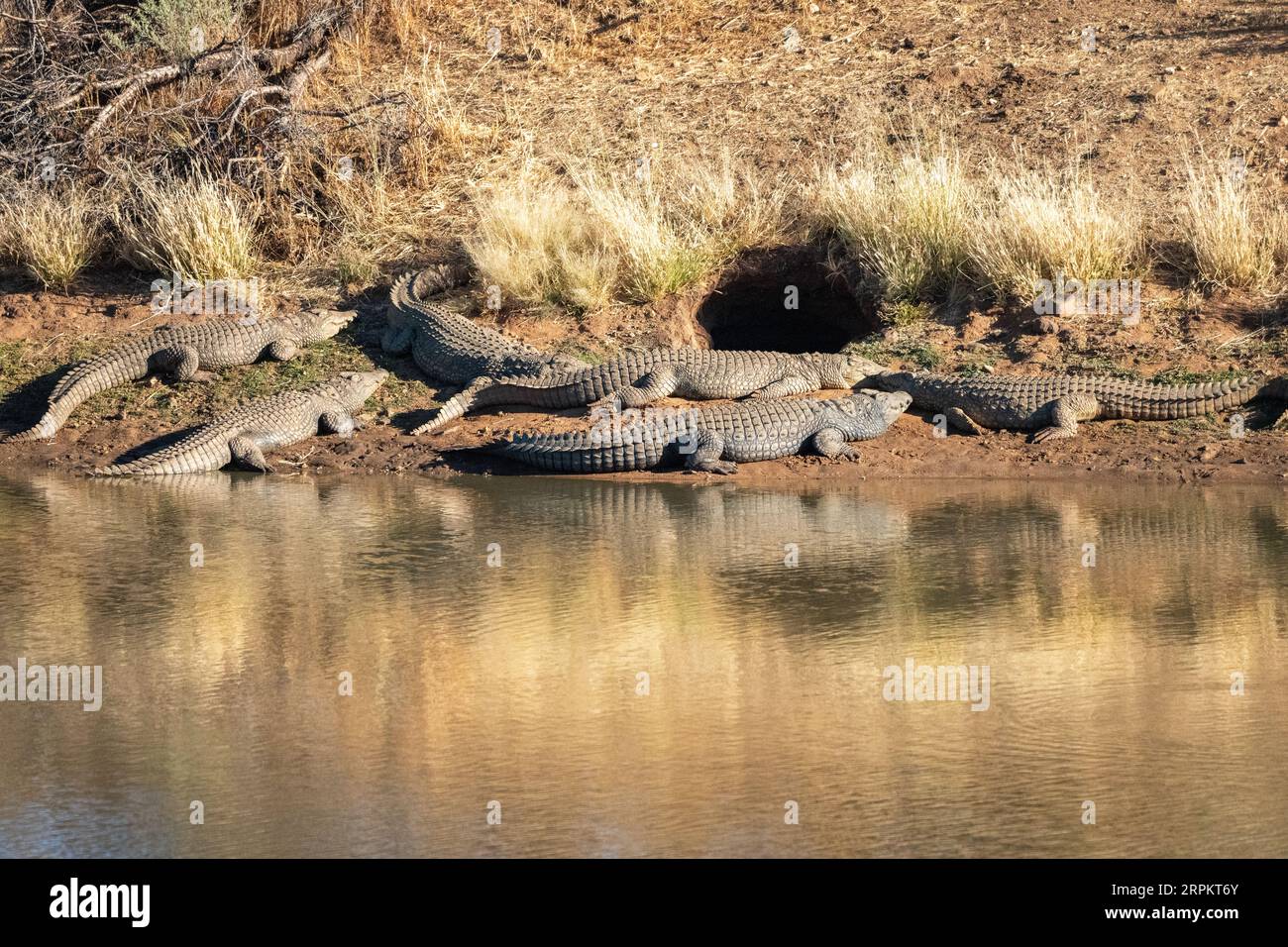 Coccodrillo del Nilo in Namibia Foto Stock