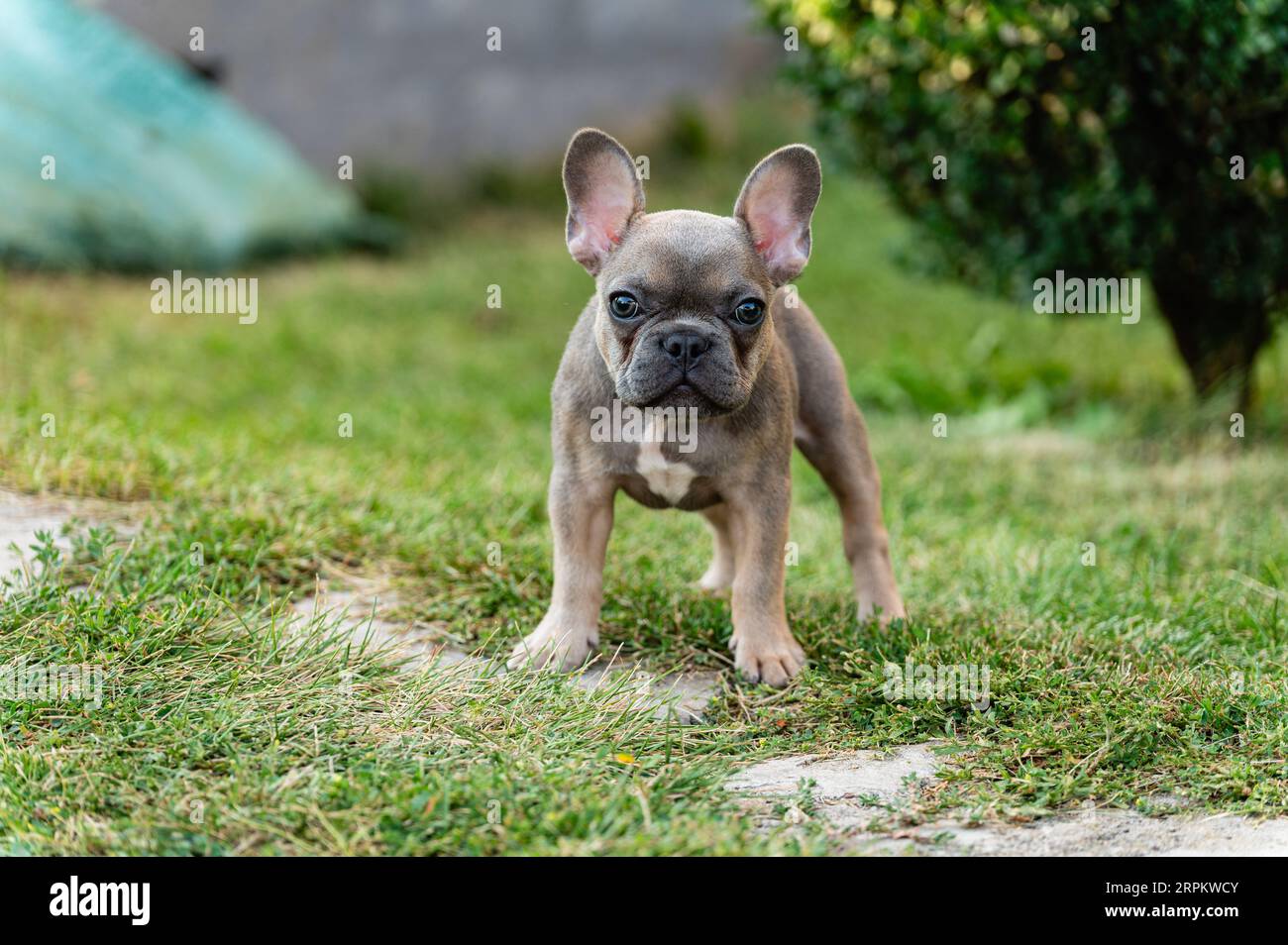 Un serio cucciolo di bulldog francese è in piedi e guarda la macchina fotografica. Il cane guarda dritto. Foto Stock