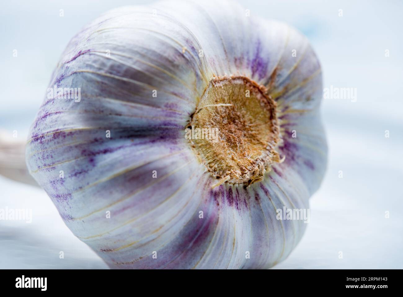grande e fresco tubero all'aglio in primo piano Foto Stock