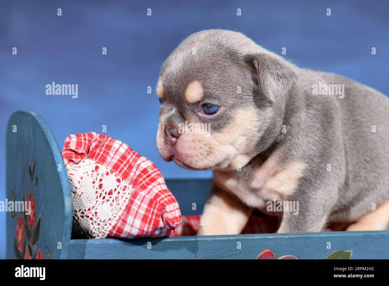 Cucciolo Bulldog francese Lilac Tan a letto di fronte a sfondo blu Foto Stock