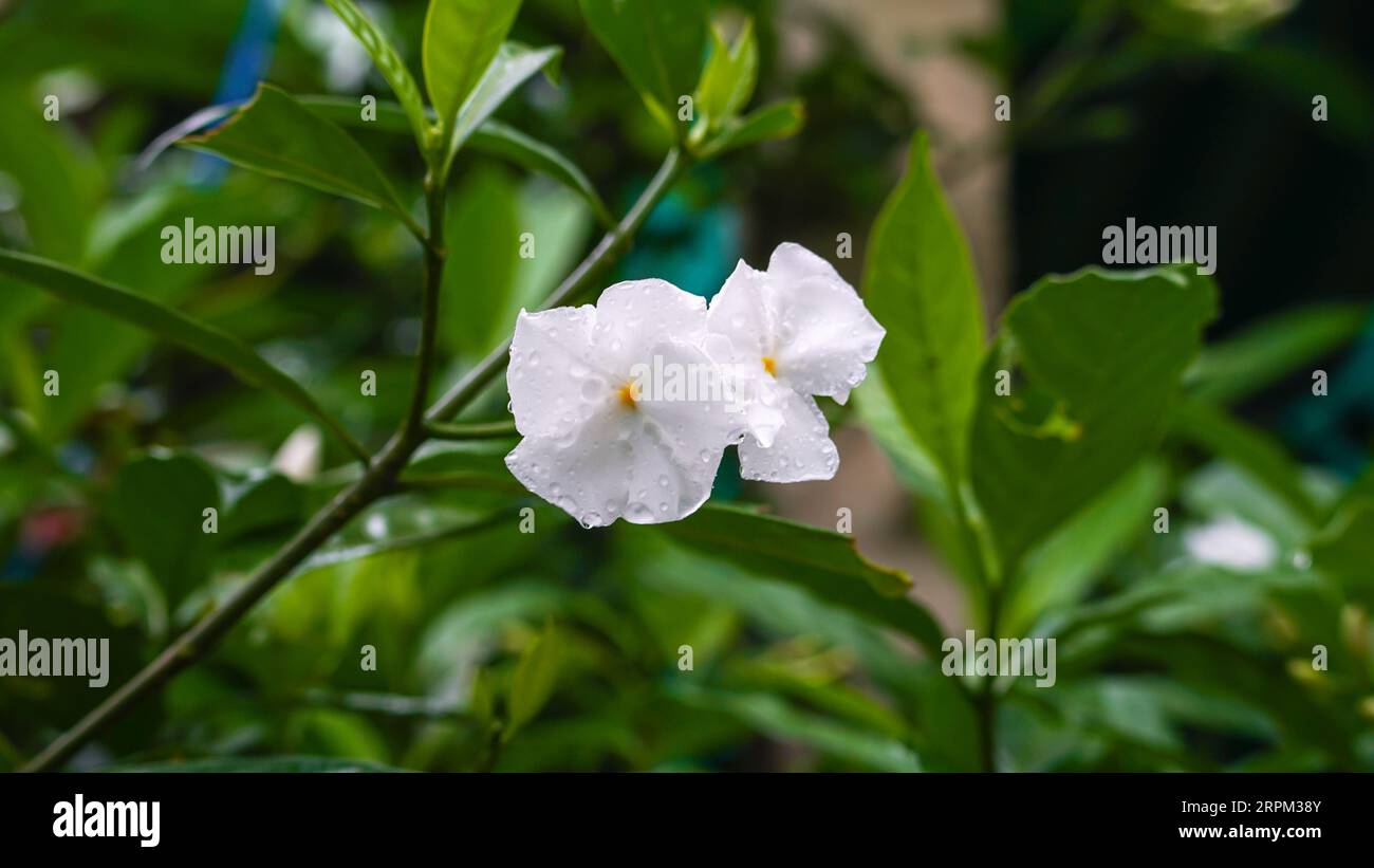 ampia vista su fiore di pansy bianco Foto Stock