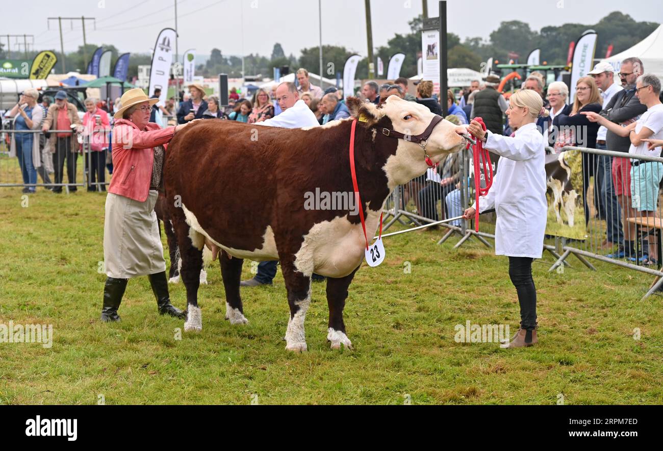 Hereford Cattle Judging, Moreton in Marsh Show 2023 Foto Stock