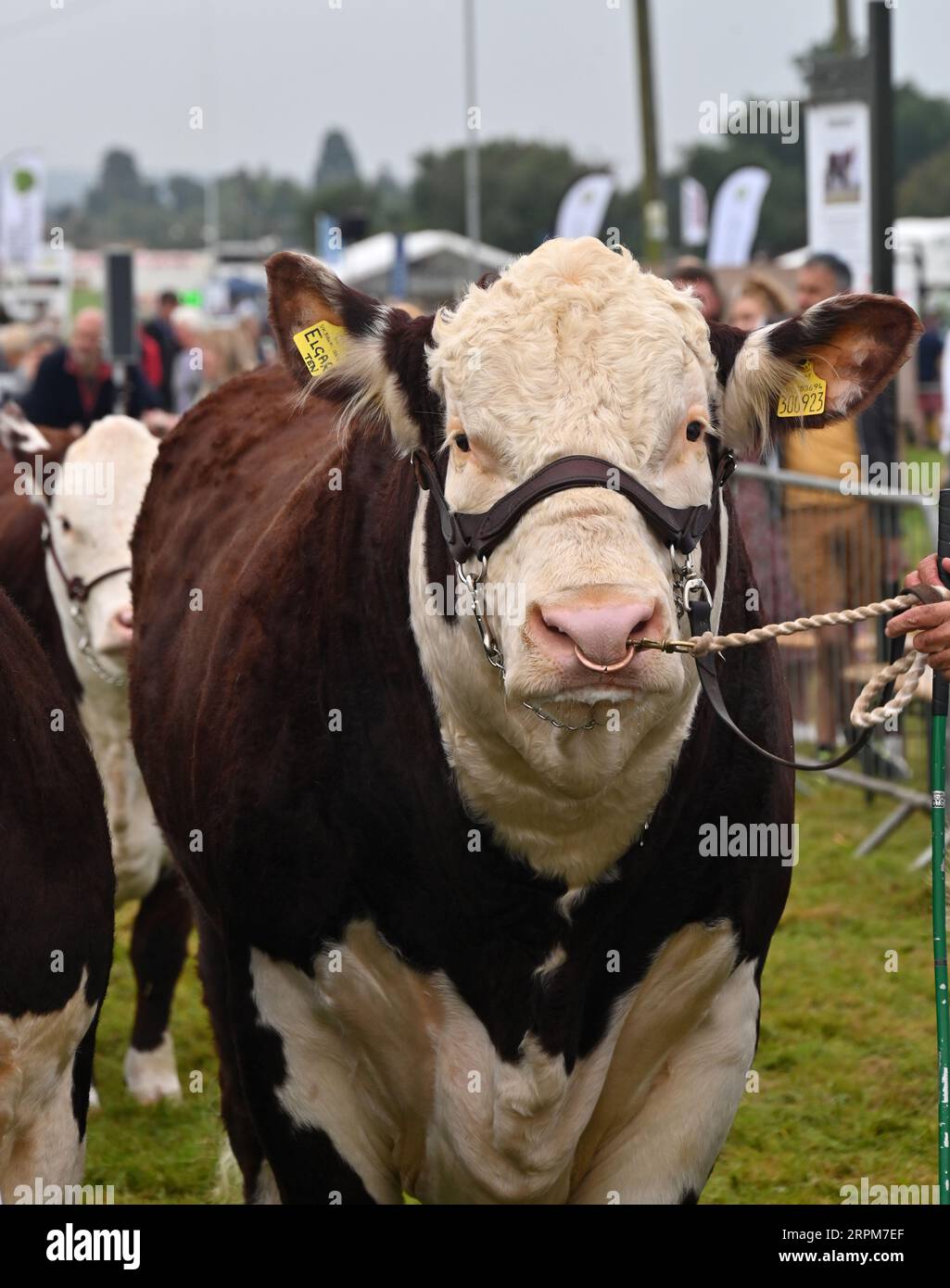 Hereford Cattle Judging, Moreton in Marsh Show 2023 Foto Stock