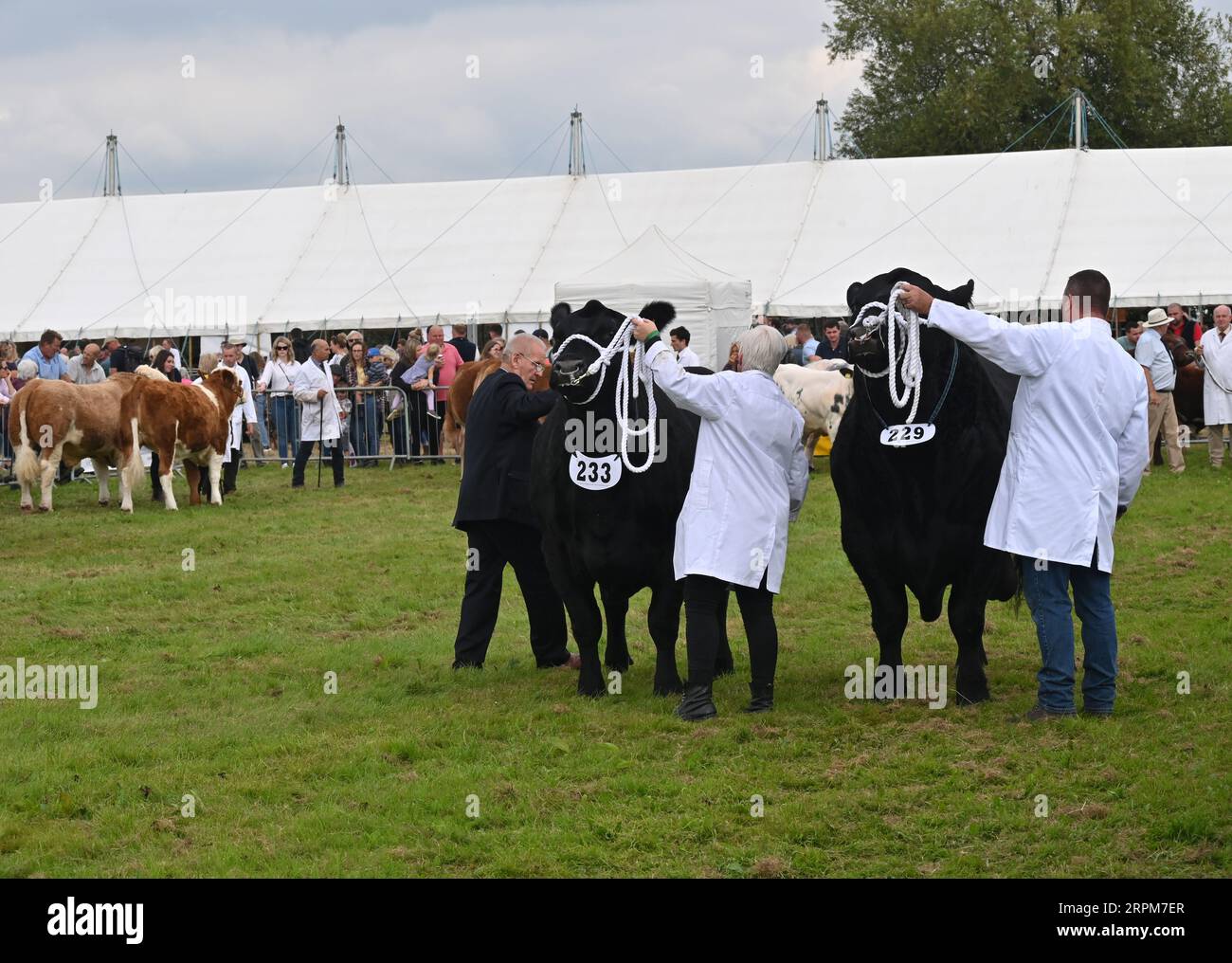 Toro e mucca Aberdeen Angus da Glympton Farms, lezione di coppia, Moreton in Marsh Show 2023 Foto Stock